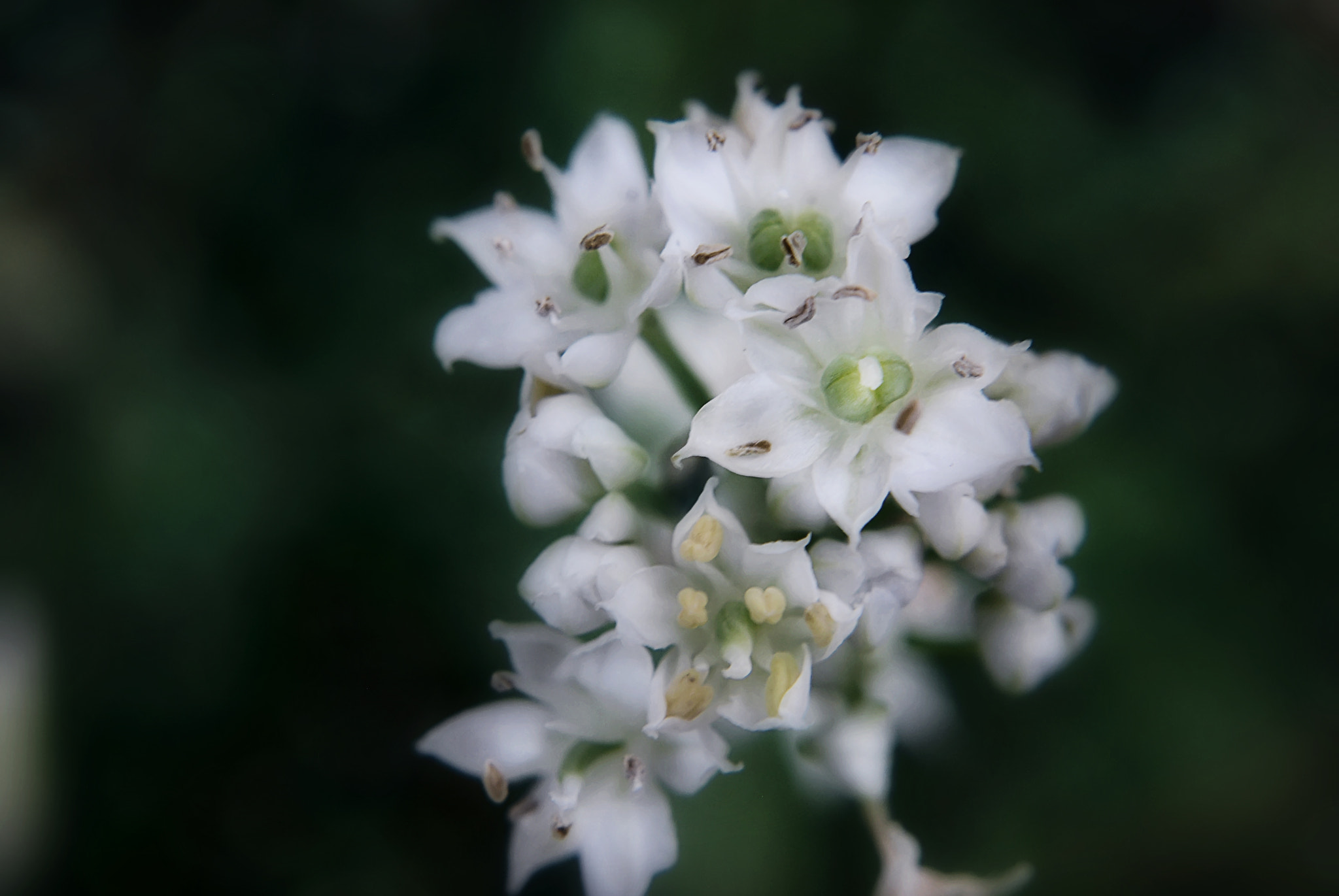 Nikon D60 + Nikon AF-S Nikkor 50mm F1.8G sample photo. Garlic chives flowers photography