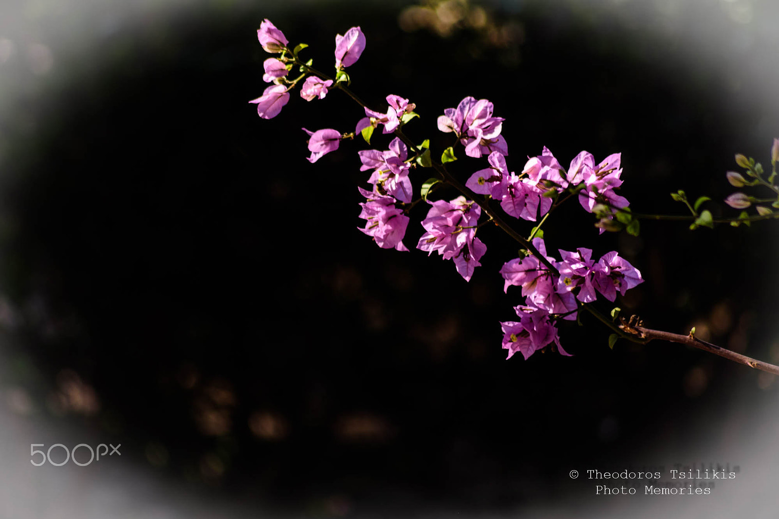 Sigma 70-300mm F4-5.6 APO DG Macro sample photo. Flower in shadow photography