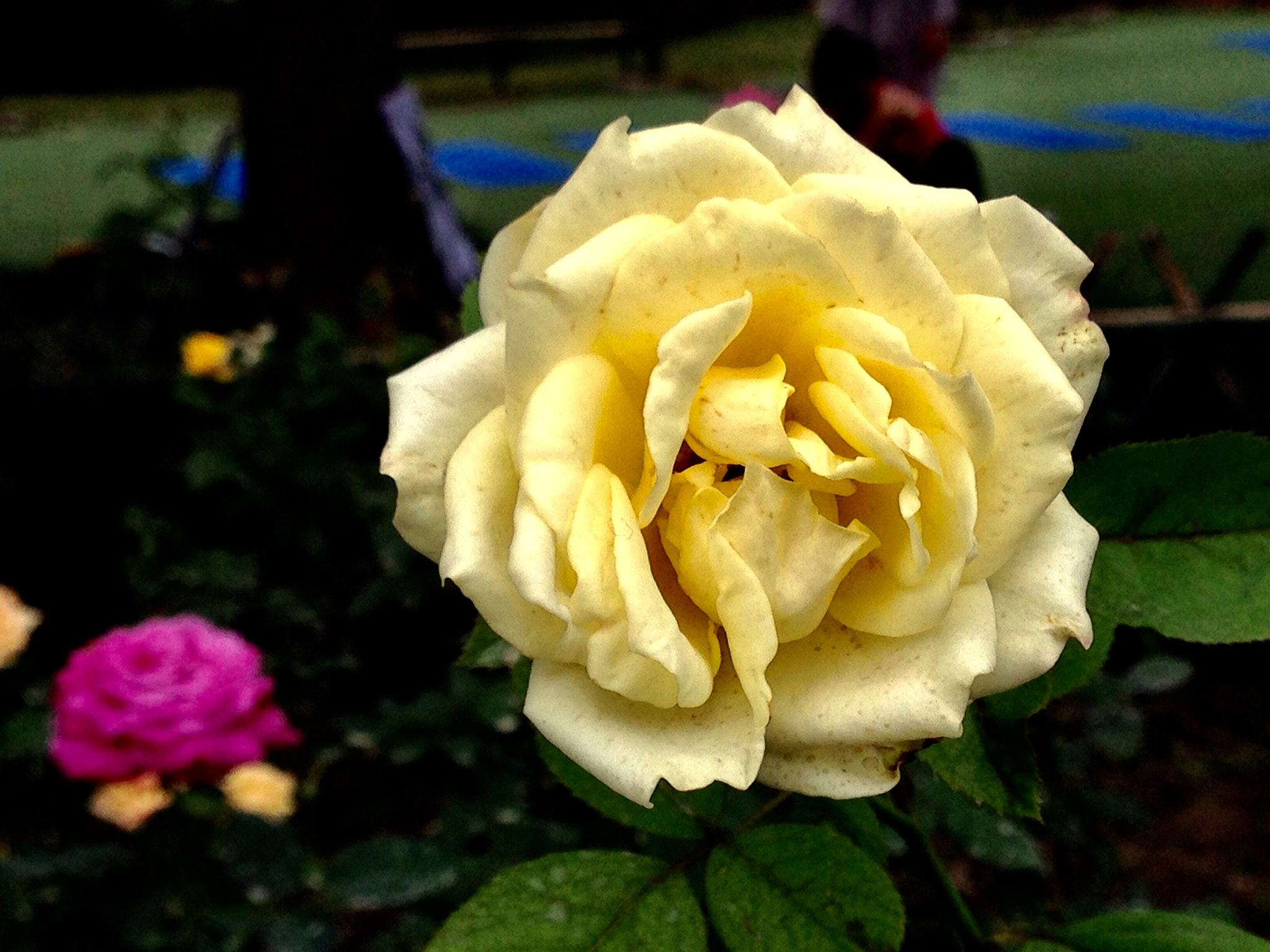 Apple iPhone5,2 sample photo. China rose 月季花 photography
