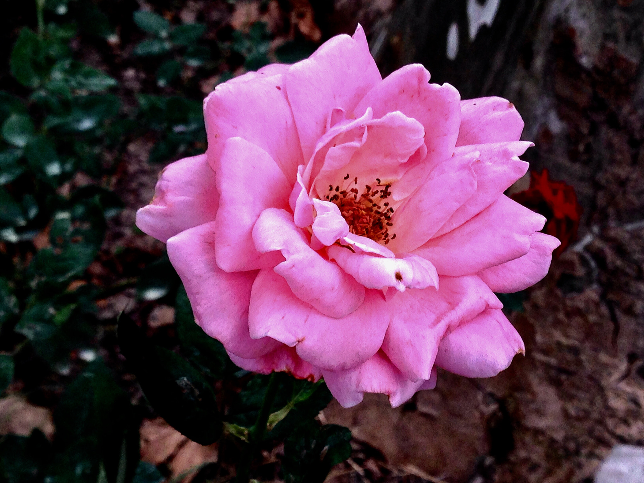 Apple iPhone5,2 sample photo. China rose 月季花 photography