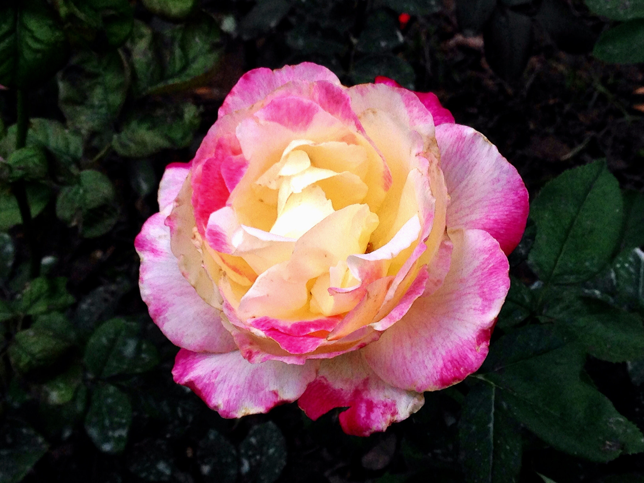 Apple iPhone5,2 sample photo. China rose 月季花 photography