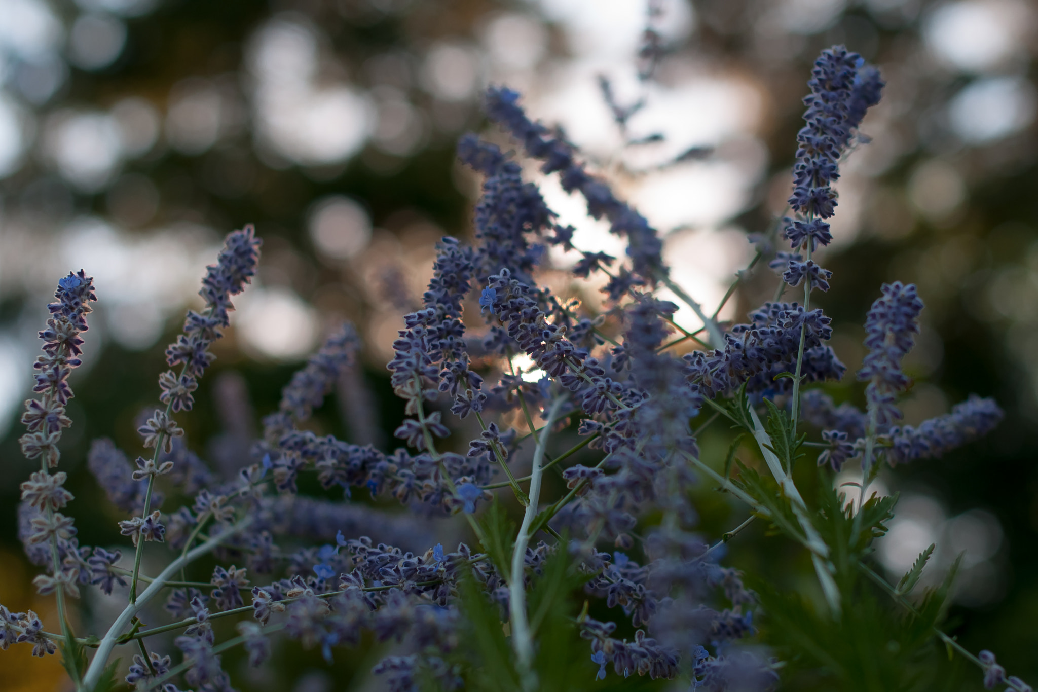 Nikon D300 + Nikon AF-S Nikkor 50mm F1.4G sample photo. Last days of summer photography