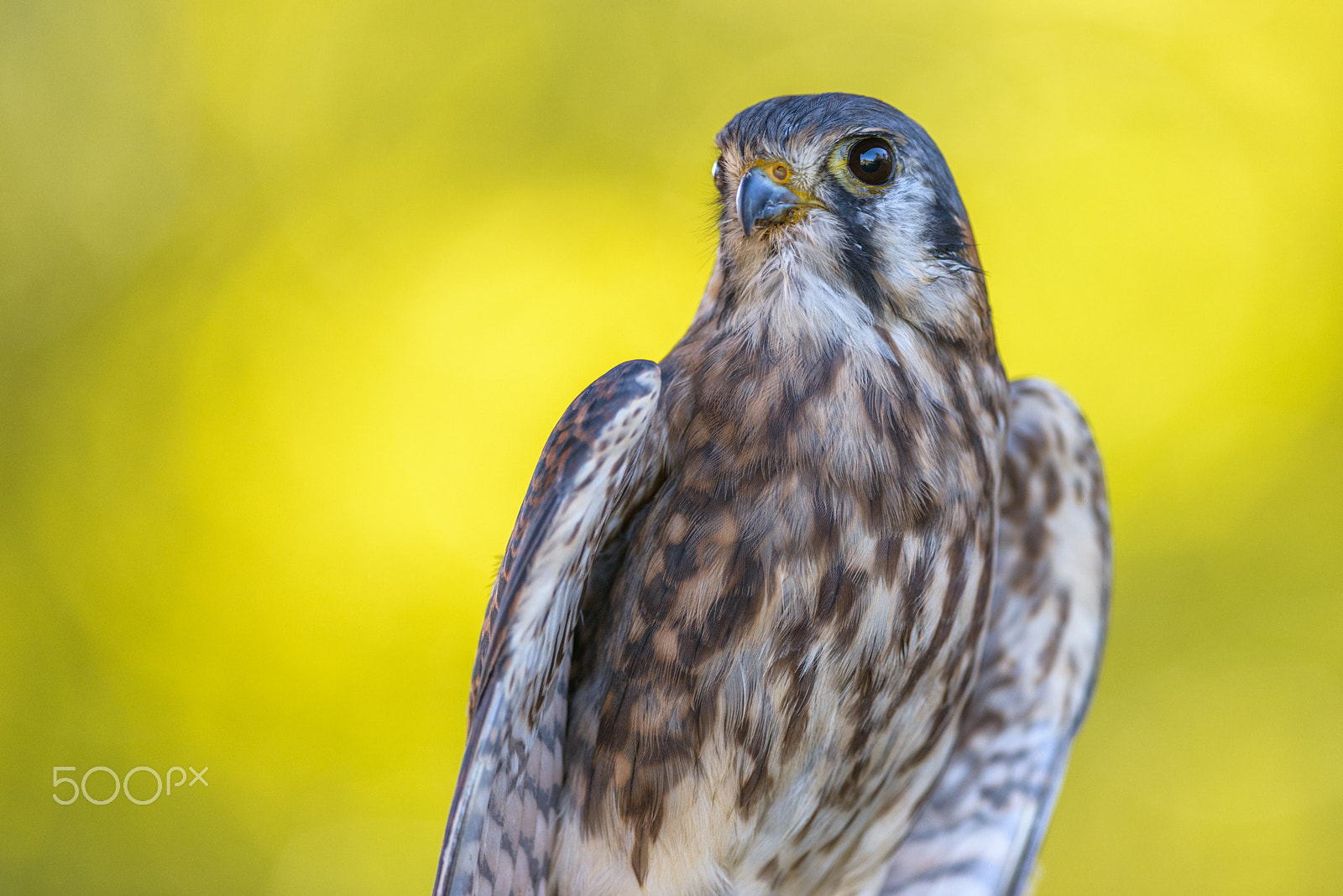 Nikon D800E + Nikon AF-S Nikkor 300mm F4D ED-IF sample photo. American kestrel photography