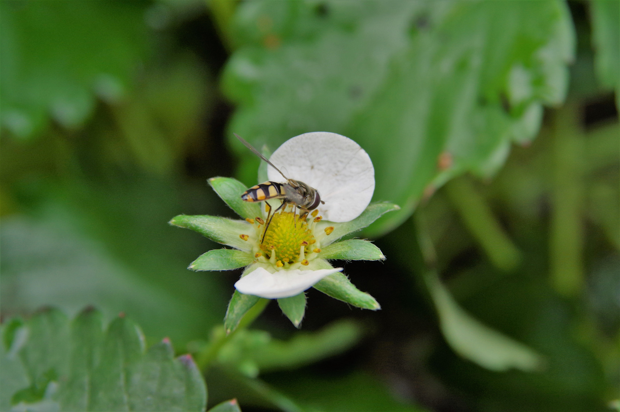 Pentax K-3 + Sigma 17-70mm F2.8-4.5 DC Macro sample photo. Native bee photography