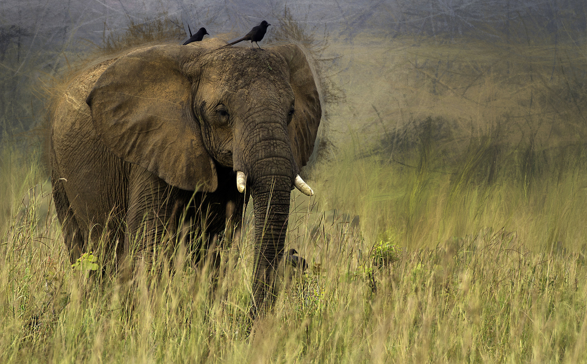 Canon EF 70-200mm F2.8L IS II USM sample photo. Elephant photography