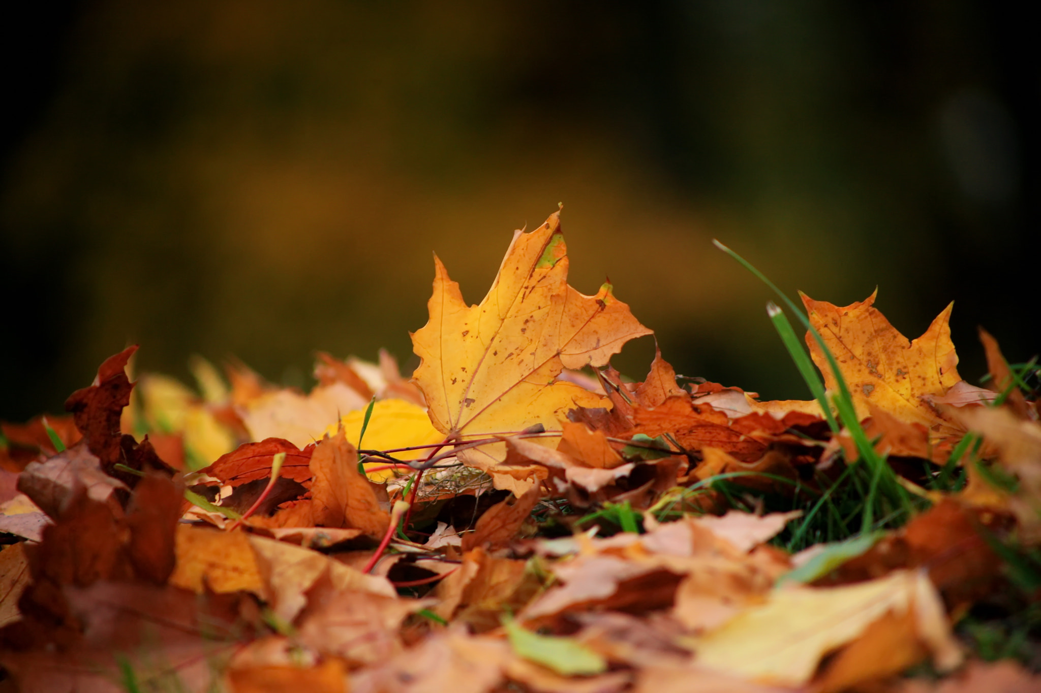 Canon EOS-1Ds Mark III sample photo. Etude with fallen leaves photography