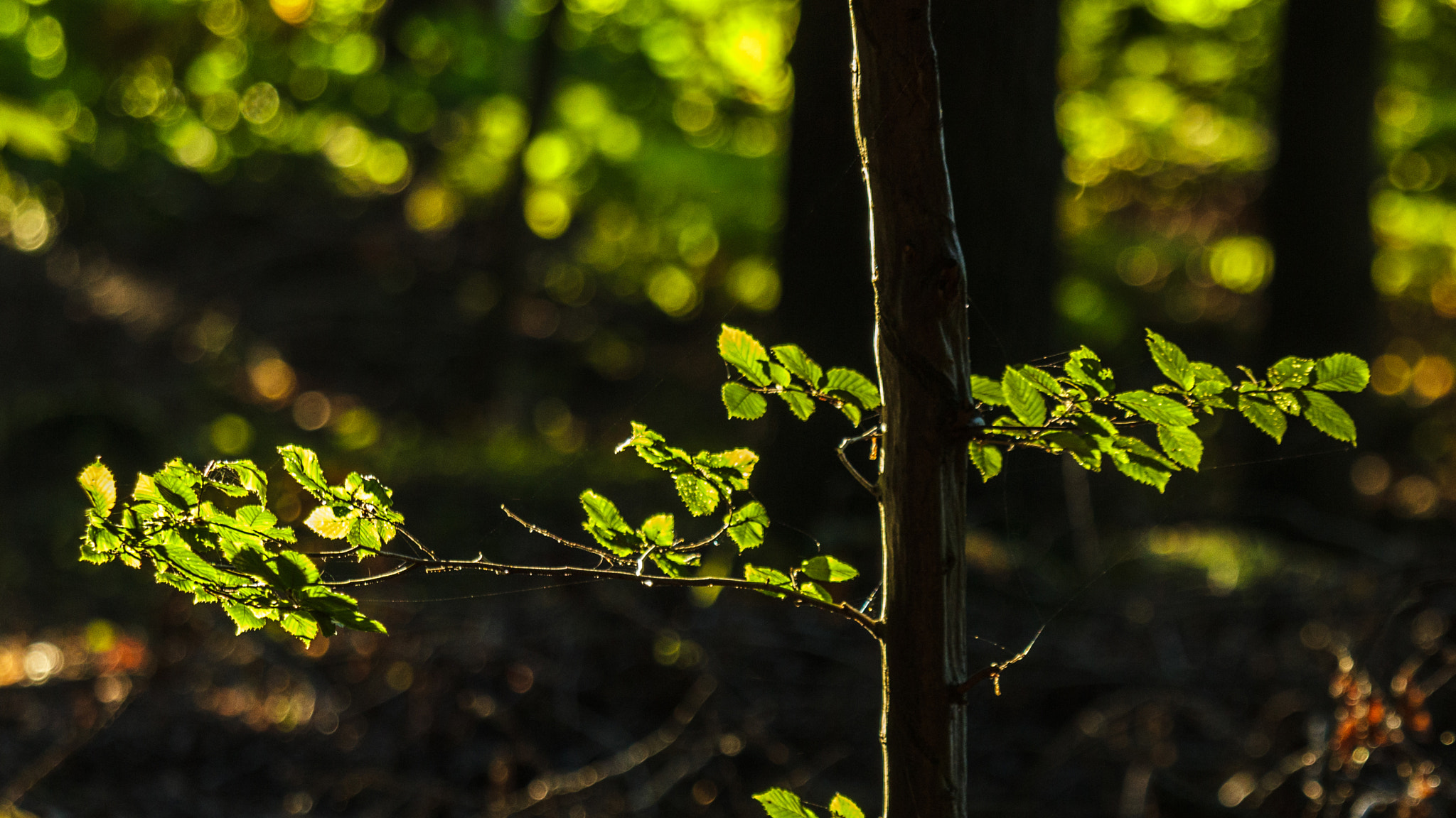 Canon EOS 600D (Rebel EOS T3i / EOS Kiss X5) + Canon EF 70-200mm F4L IS USM sample photo. Welcome sunlight! photography