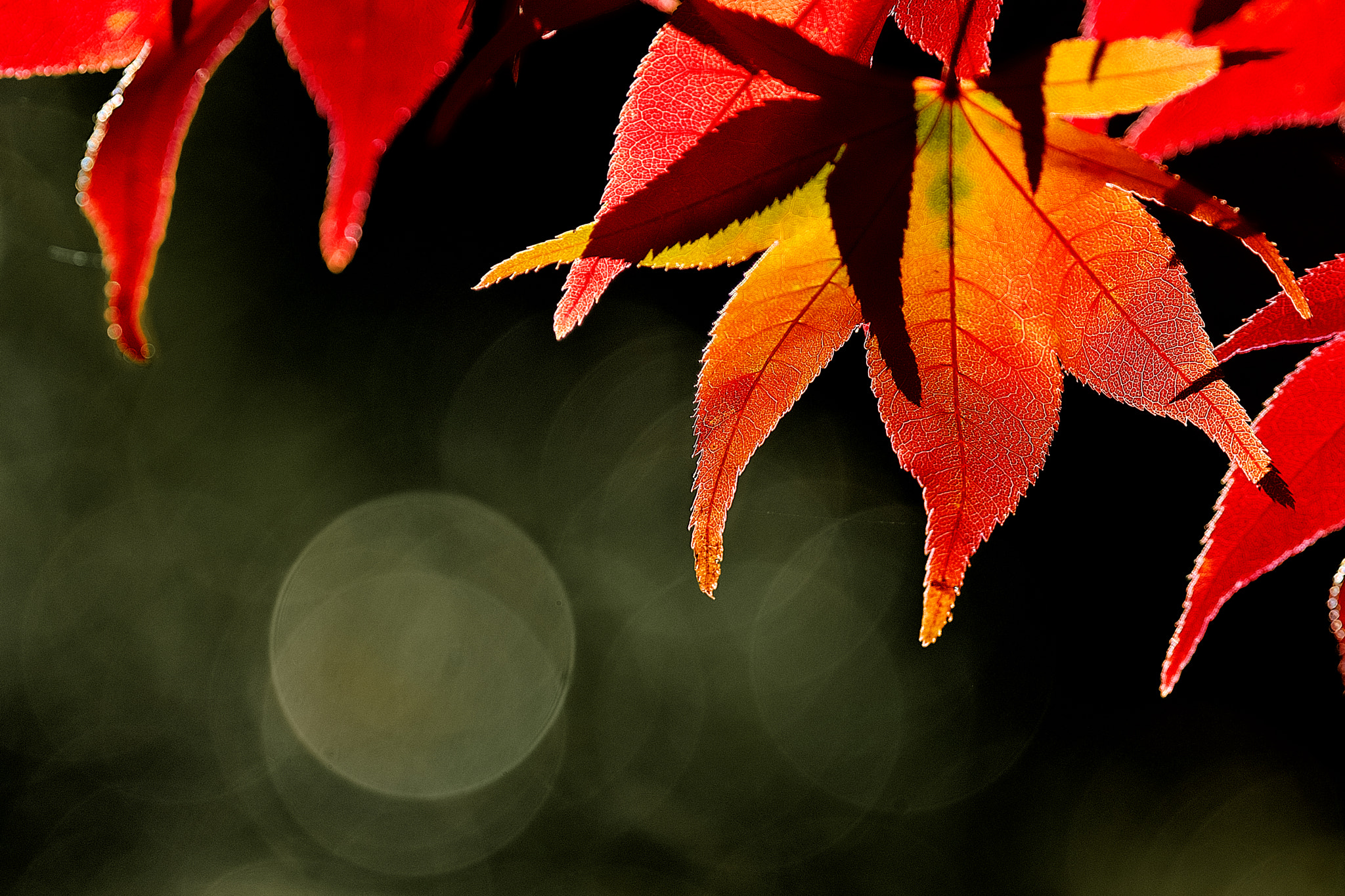 Sony SLT-A77 + Minolta AF 400mm F4.5 HS-APO G sample photo. Leaf vein & bokeh photography