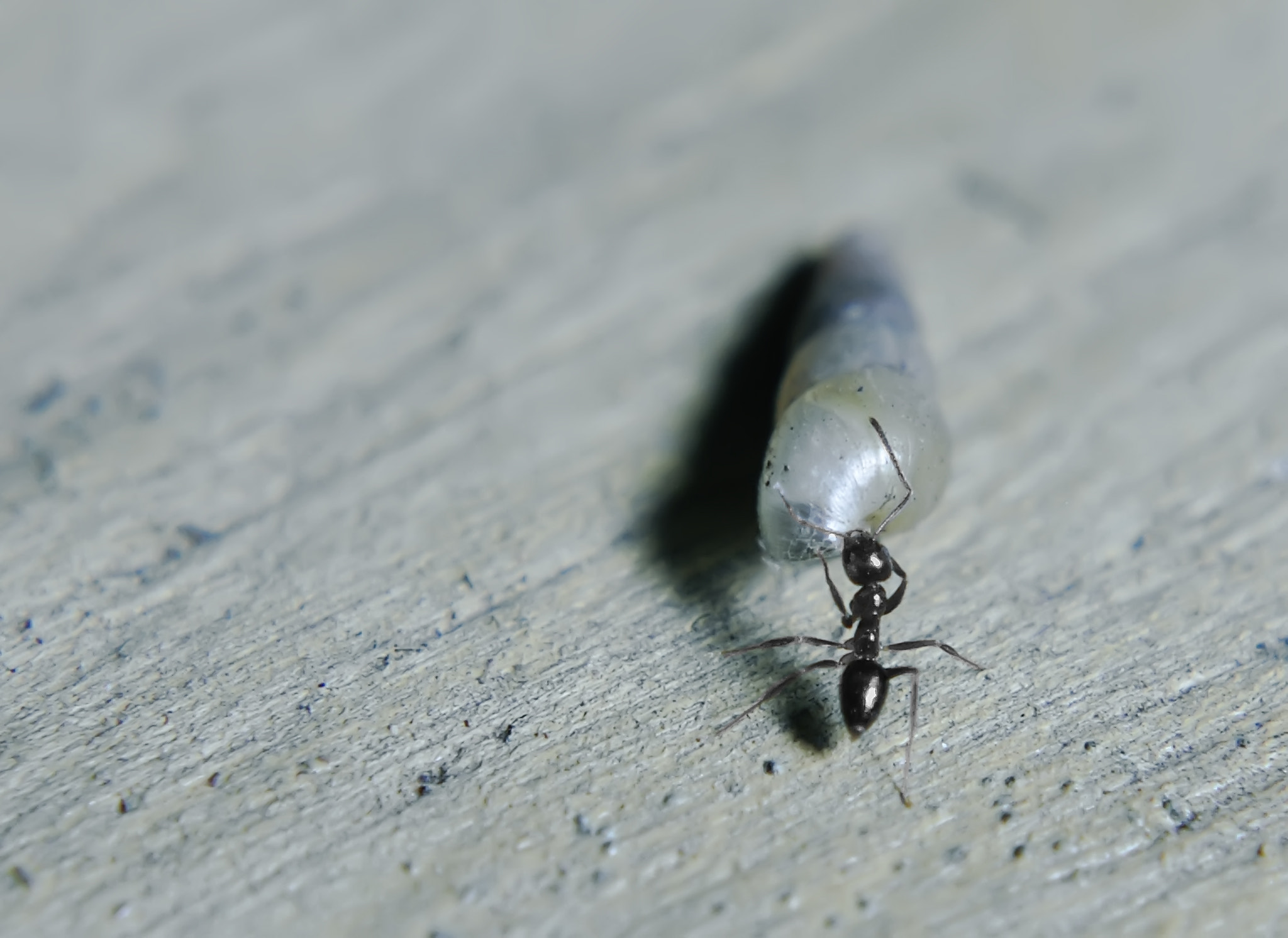 Nikon D60 + Nikon AF-S Nikkor 50mm F1.8G sample photo. An ant catching a little snail photography
