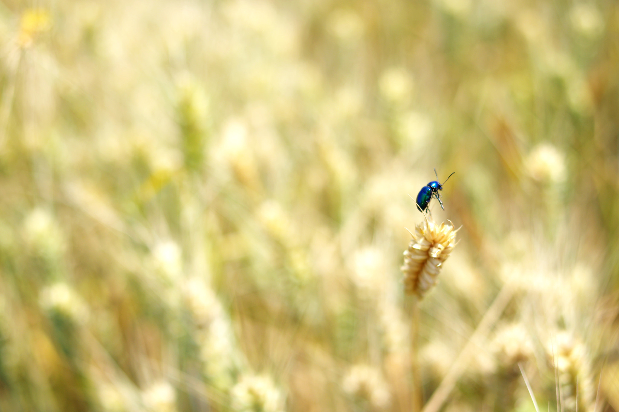 Pentax K-3 sample photo. 麦田里的一只昆虫（an insect in the field） photography