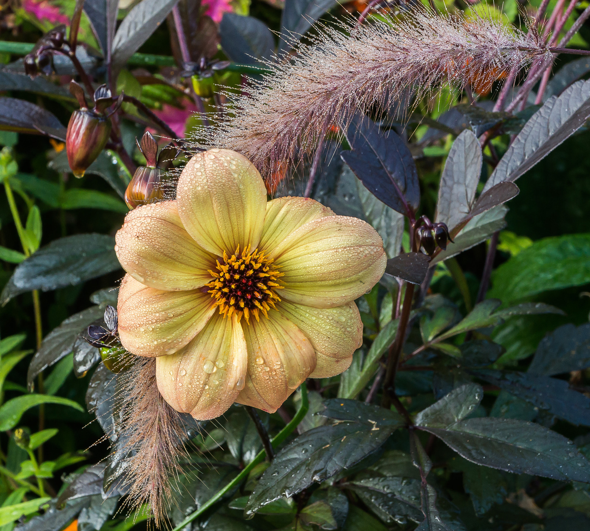 Sony Alpha NEX-6 + Sony E PZ 18-105mm F4 G OSS sample photo. In the morning iii photography