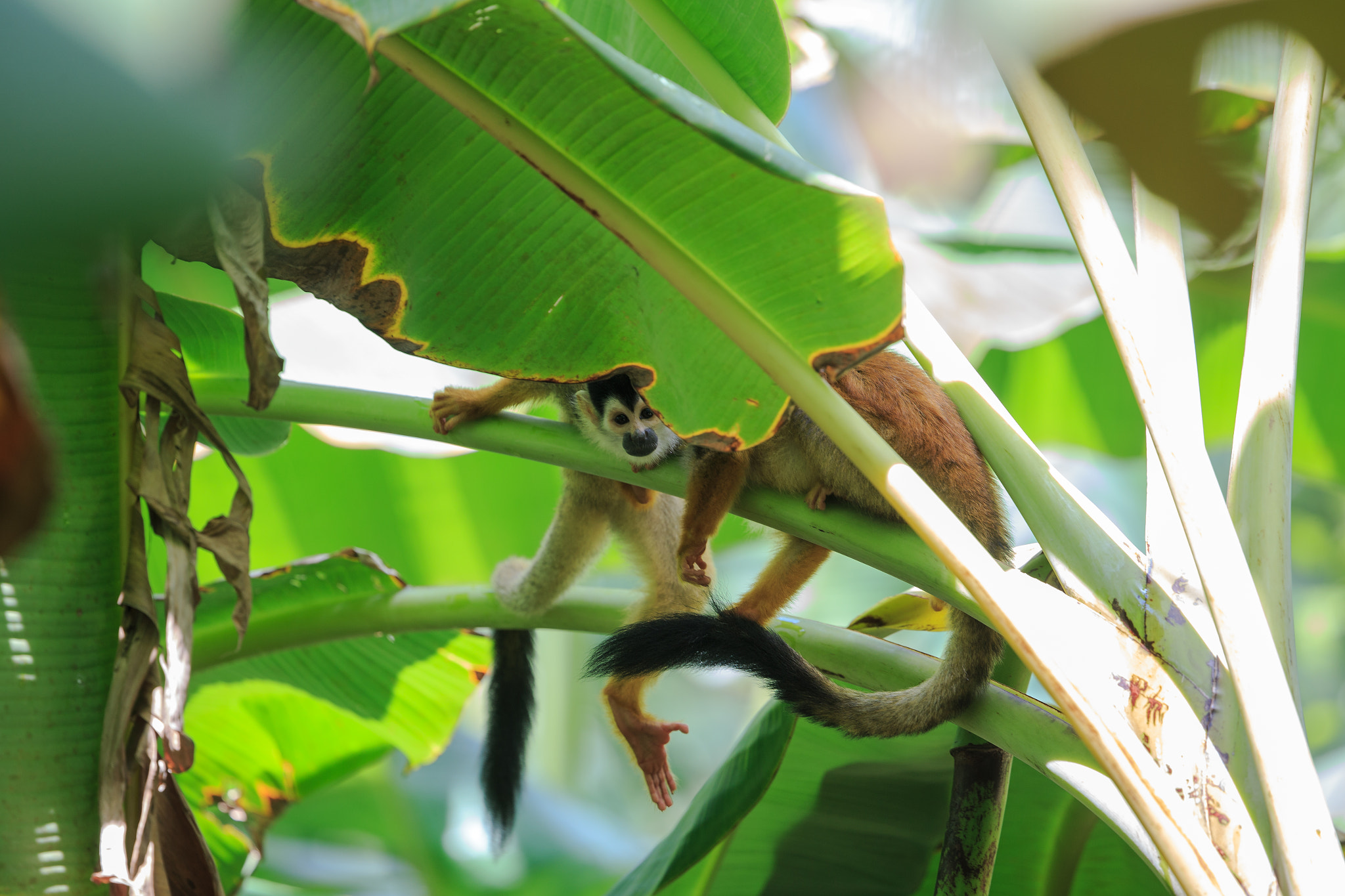 Canon EOS-1D X + Canon EF 400mm F4 DO IS II USM sample photo. Squirrel monkeys photography