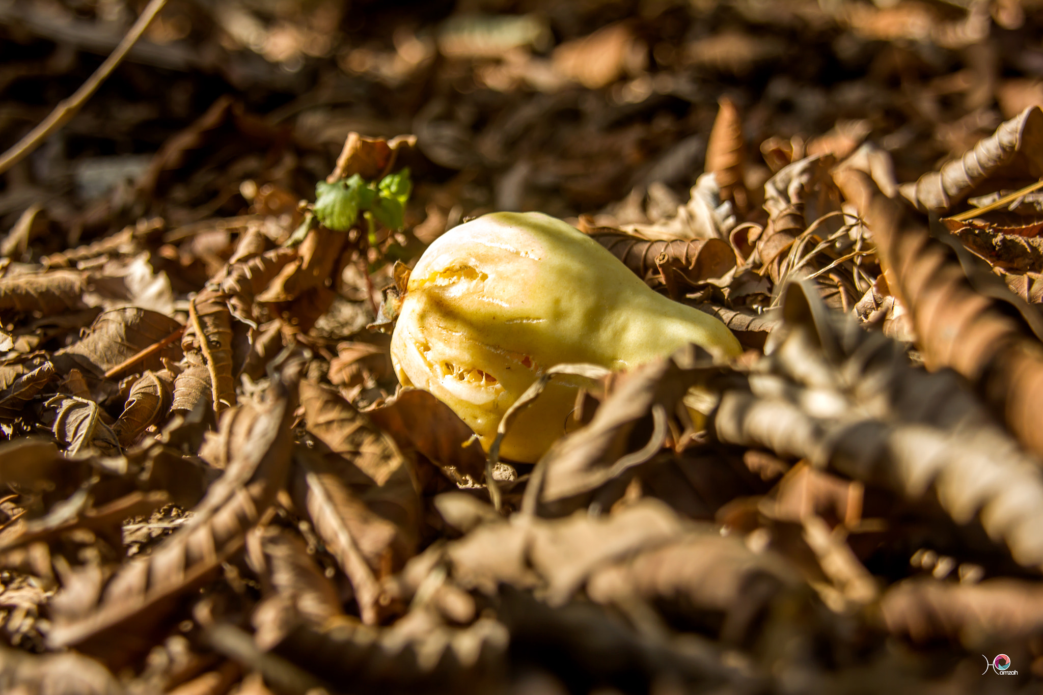 Sigma 18-200mm f/3.5-6.3 DC OS sample photo. ِautumn photography