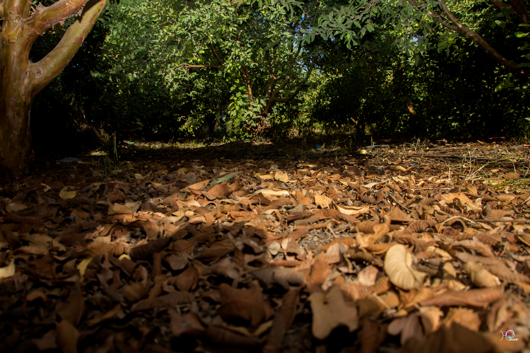 Sigma 18-200mm f/3.5-6.3 DC OS sample photo. ِautumn photography