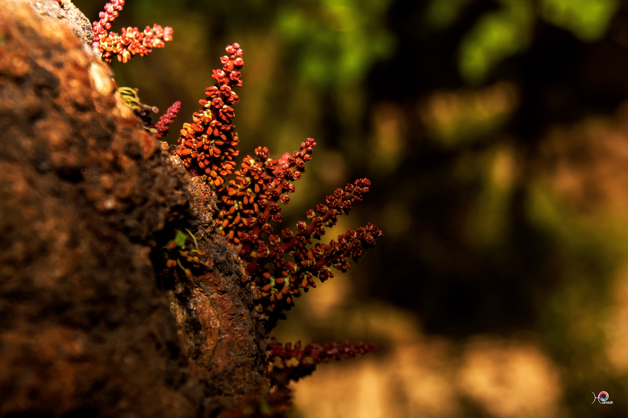 Sigma 18-200mm f/3.5-6.3 DC OS sample photo. ِautumn photography