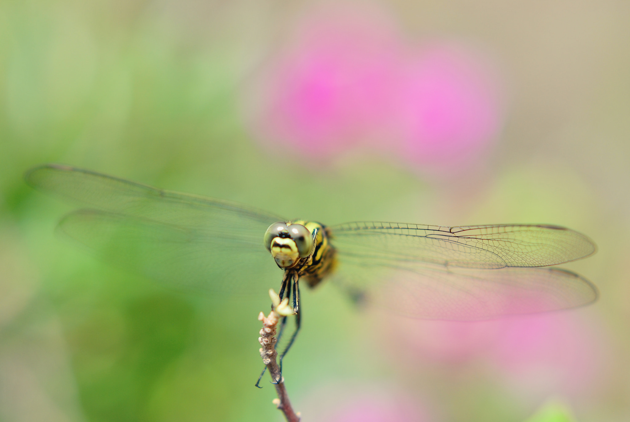 Nikon D60 + Nikon AF-S Nikkor 50mm F1.8G sample photo. Green dragonfly photography