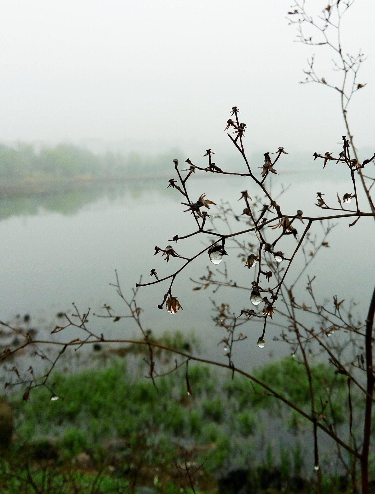 Meizu m1 note sample photo. The morning of taozi lake photography