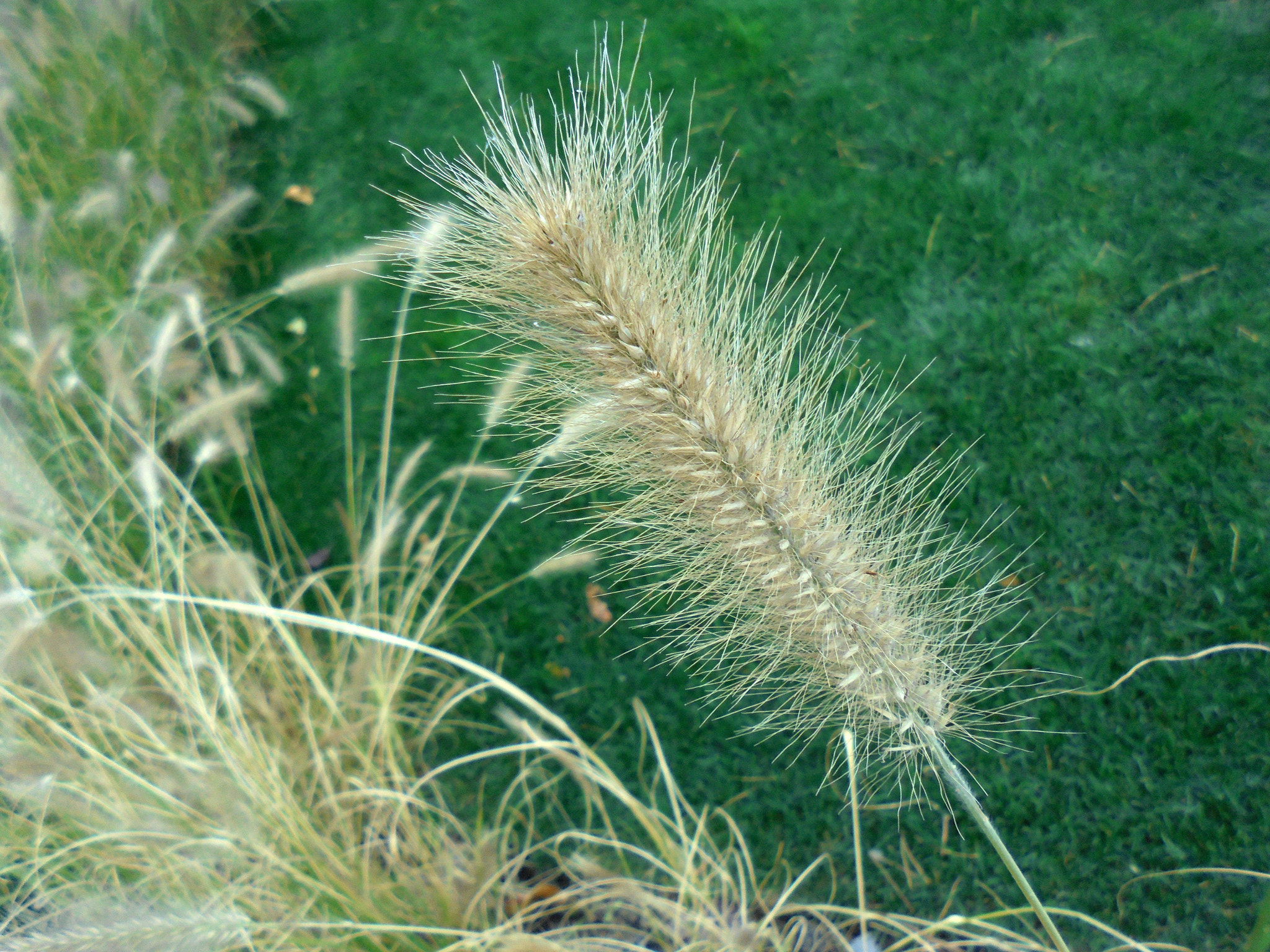 Sony Cyber-shot DSC-W810 sample photo. Dsc photography