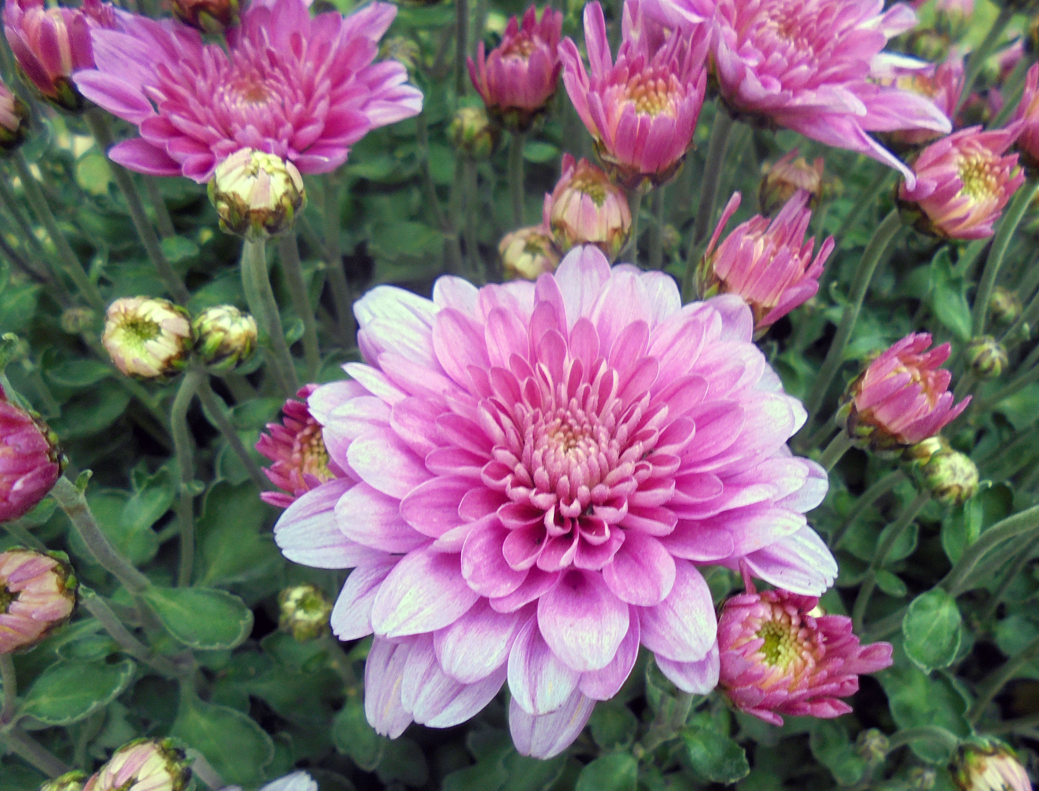Sony Cyber-shot DSC-W810 sample photo. Dsc photography