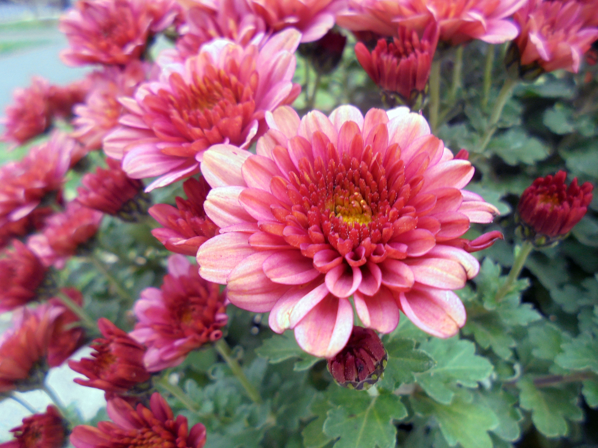 Sony Cyber-shot DSC-W810 sample photo. Dsc photography