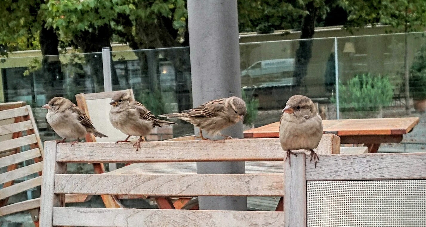 Sony Xperia Z3+ sample photo