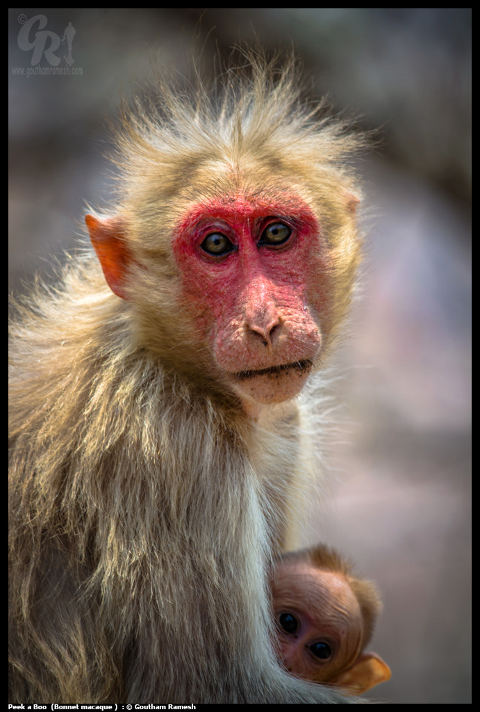 Nikon D5100 + Nikon AF-S Nikkor 300mm F4D ED-IF sample photo. Peek a boo ... bonnet  macaque photography