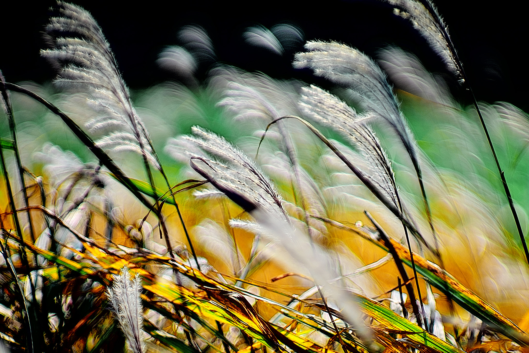 Sony a7S sample photo. The answer is blowin' in the wind 2 photography