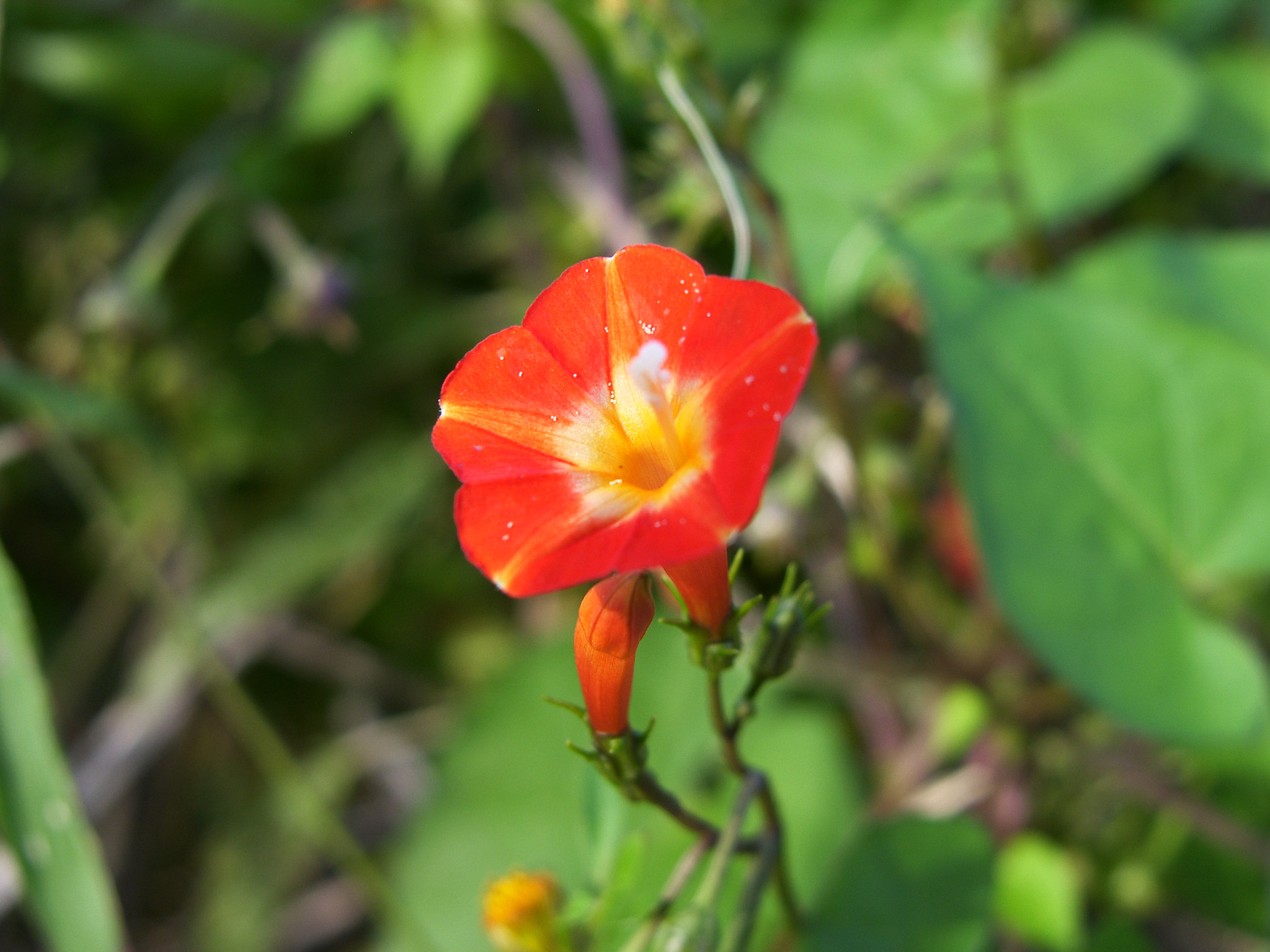 Samsung Pro 815 sample photo. Red color photography