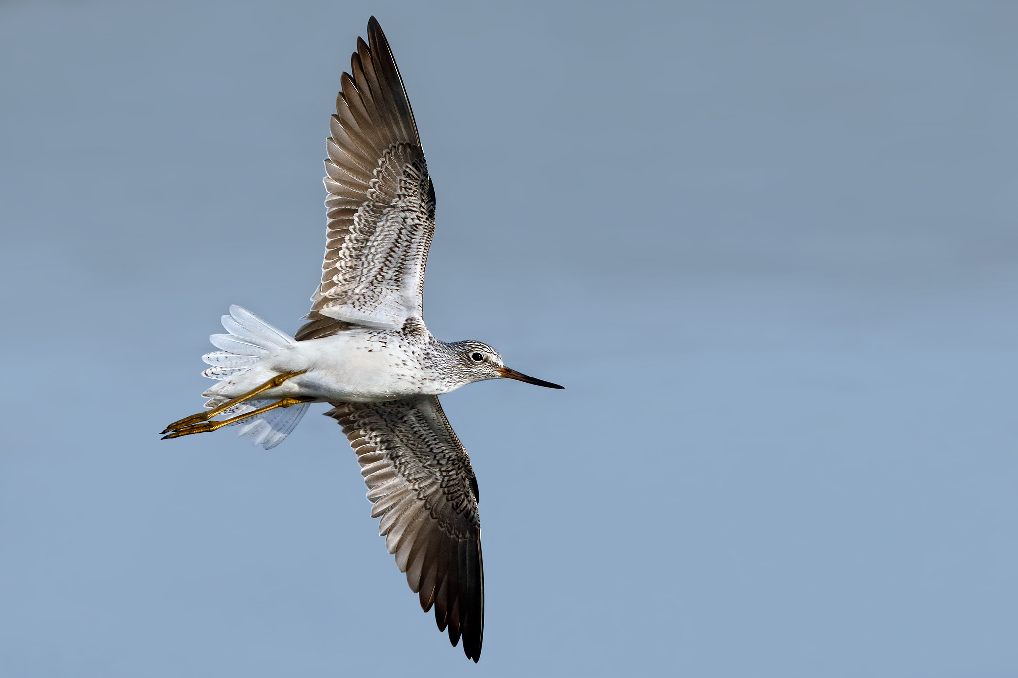 Canon EOS 7D Mark II + Canon EF 300mm F2.8L IS II USM sample photo. Greenshank photography