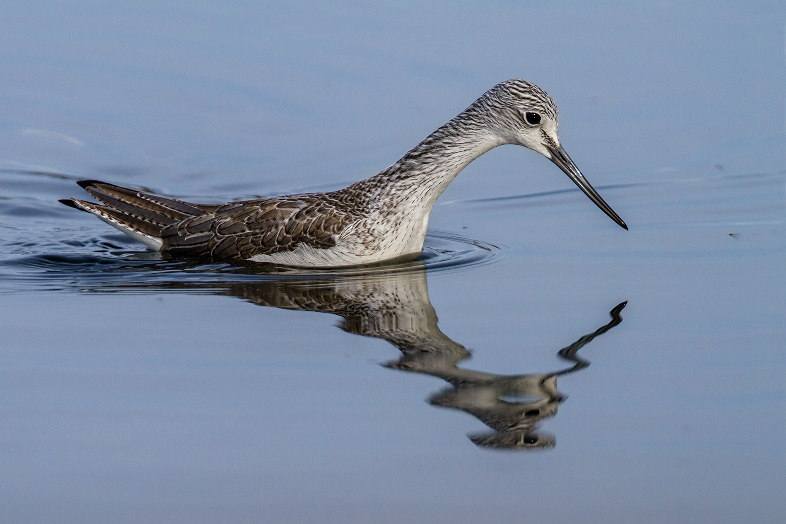 Canon EOS 7D + Canon EF 300mm F2.8L IS II USM sample photo. Greenshank photography