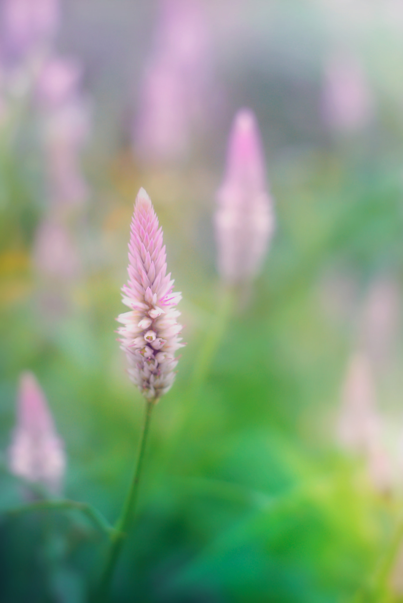 Nikon D60 + Nikon AF-S Nikkor 50mm F1.8G sample photo. Wildflowers photography