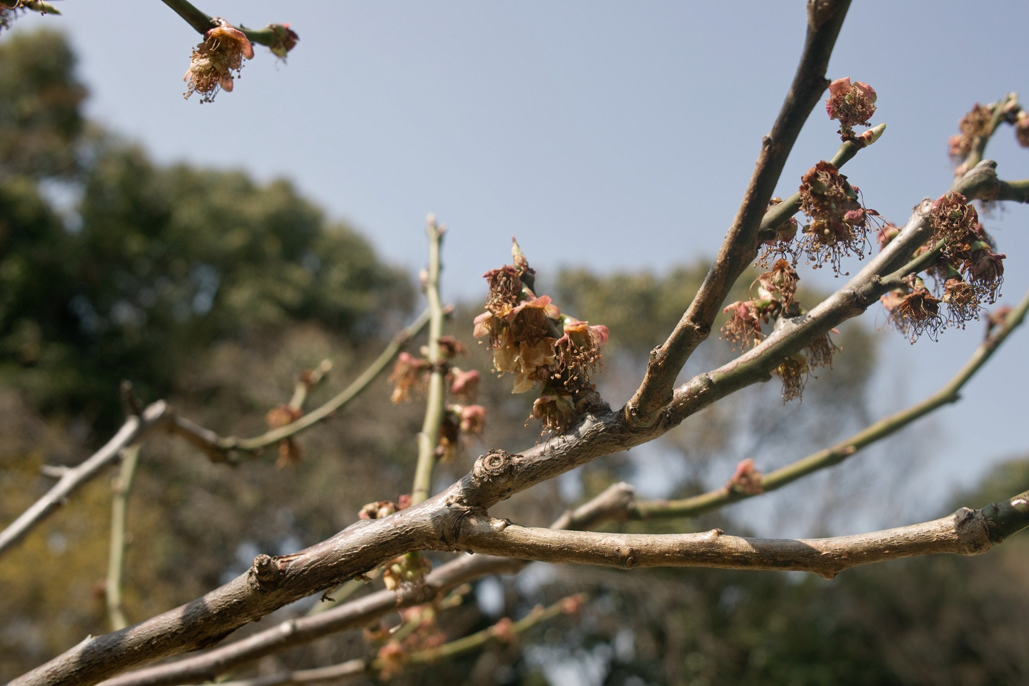 Sigma DP2x sample photo. Tree..... photography