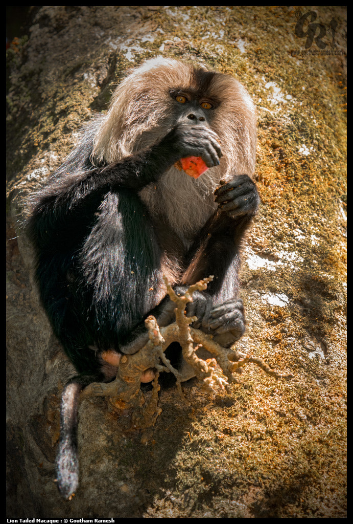 Nikon D80 + Sigma 50-500mm F4-6.3 EX APO RF HSM sample photo. Highly endangered lion tailed macaque ... photography