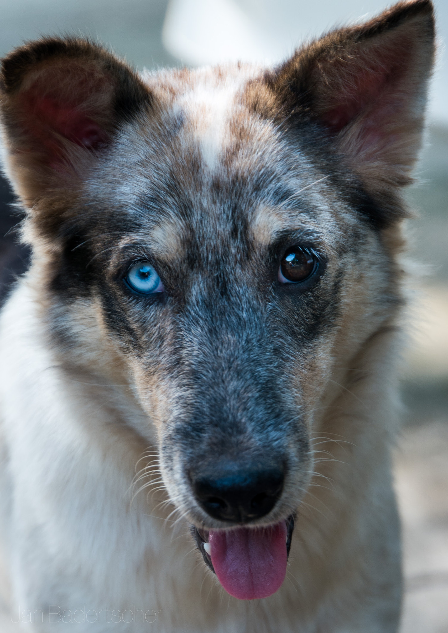 Samsung NX 16-50mm F2.0-2.8 S ED OIS sample photo. Street dog in kanchanaburi photography