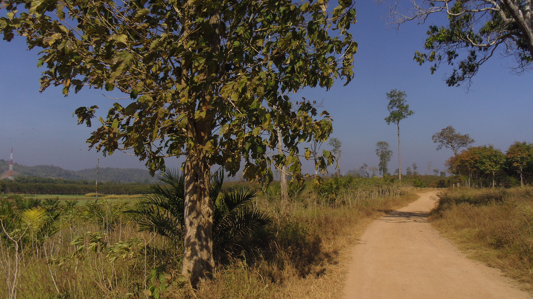 Pentax OPTIO LS465 sample photo. A tree in the thai countryside photography