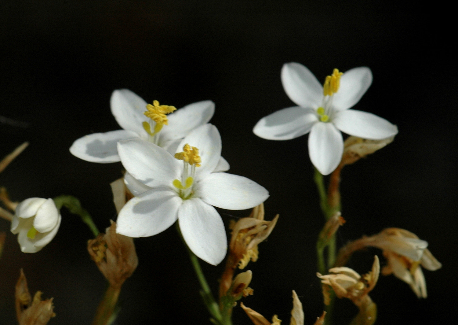 Nikon D70s + Sigma Macro 90mm F2.8 sample photo. A photography