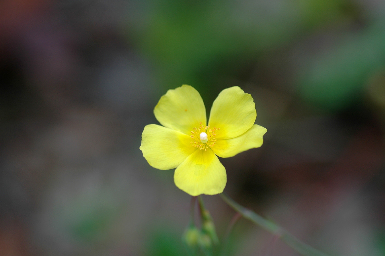 Nikon D70s + Sigma Macro 90mm F2.8 sample photo. A photography