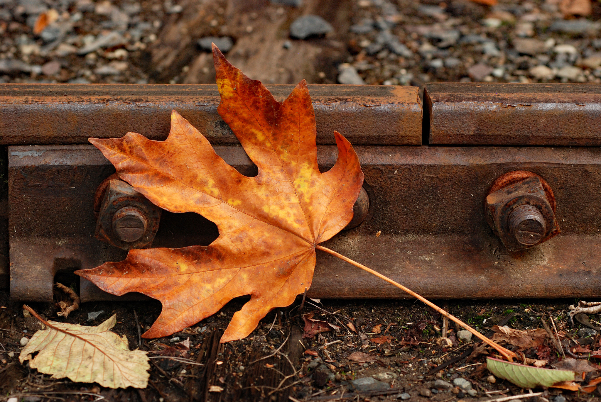 Nikon AF-Nikkor 80-200mm F2.8D ED sample photo. Fallen leaf photography