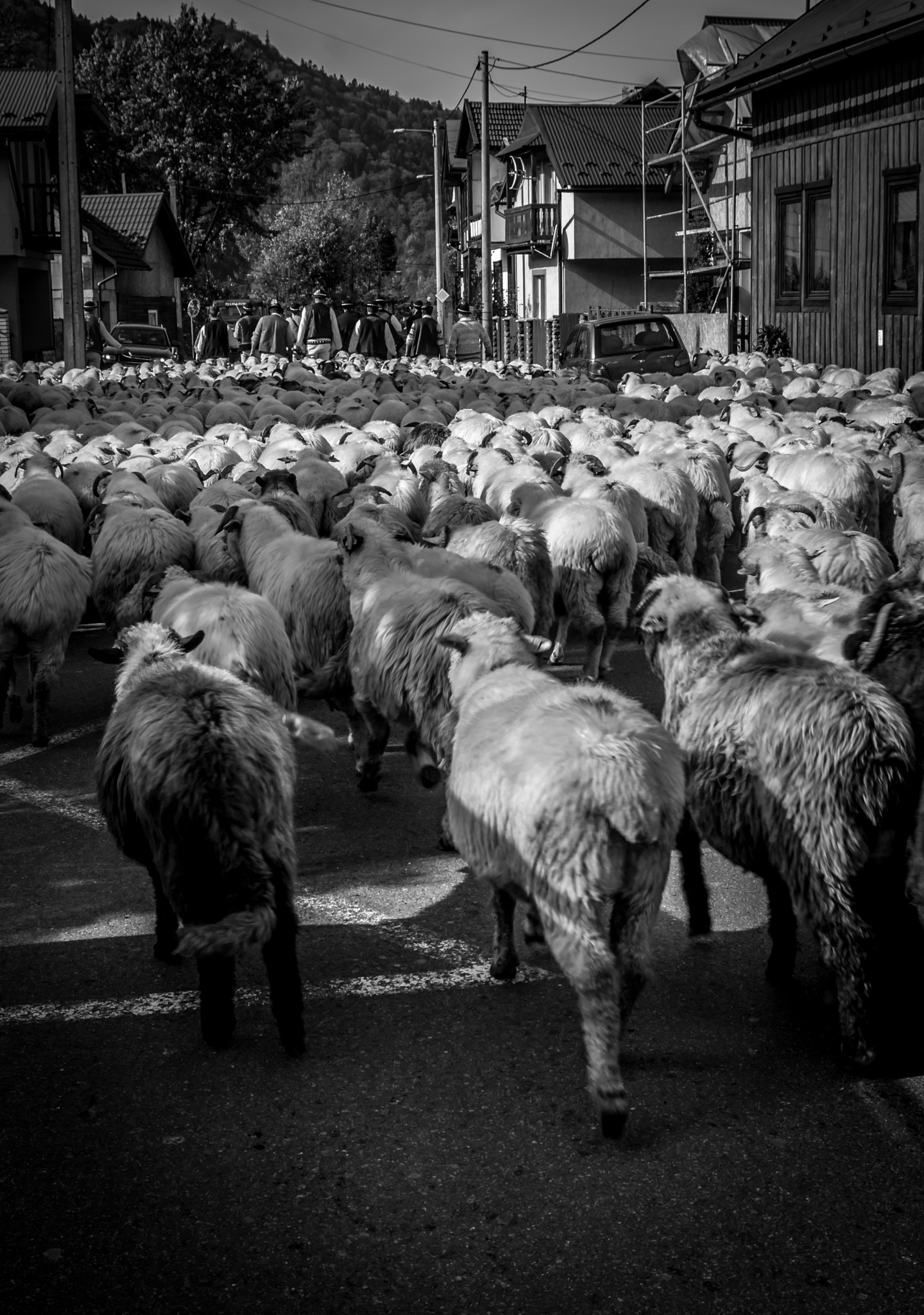 Sigma 17-70mm F2.8-4 DC Macro OS HSM | C sample photo. Sheep in the street photography