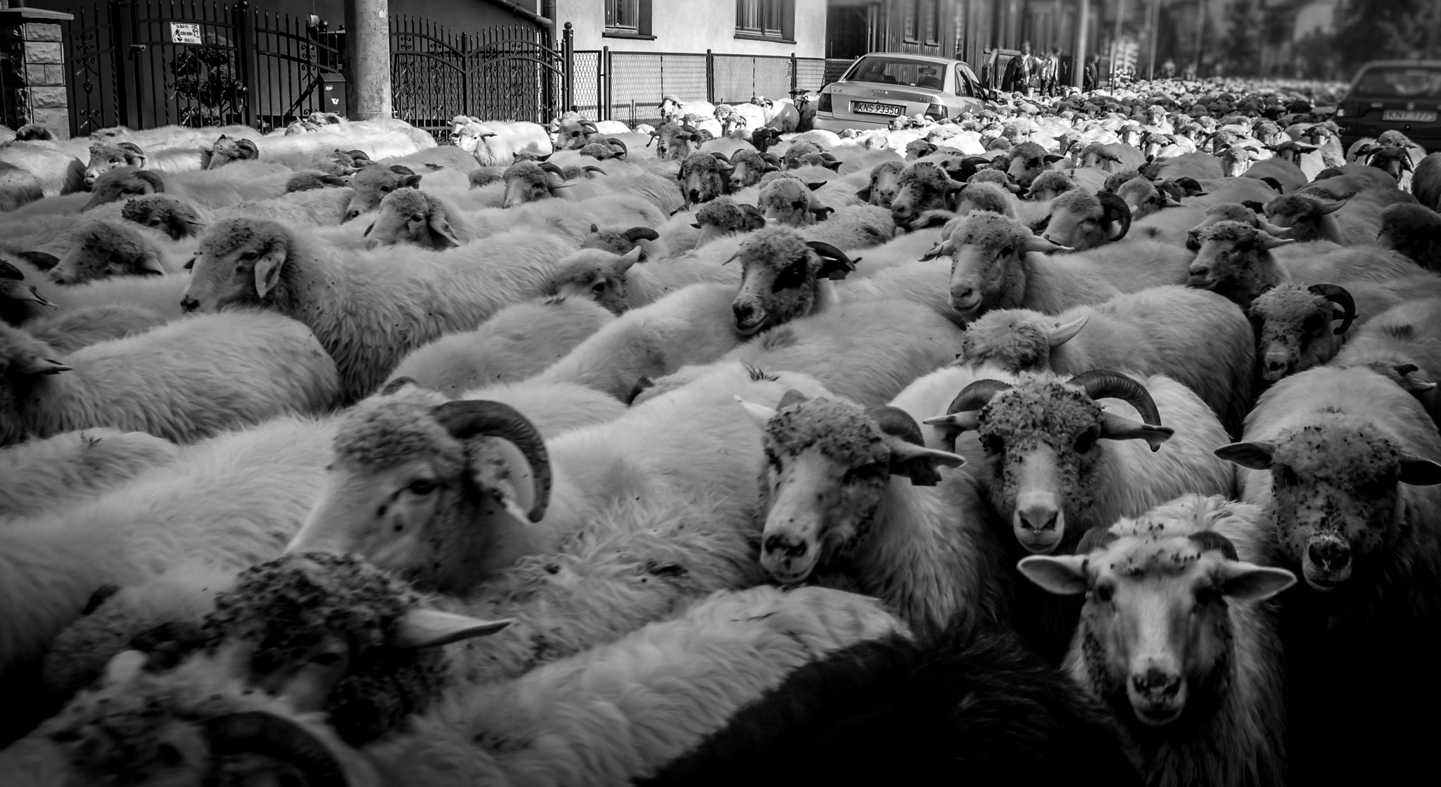 Sigma 17-70mm F2.8-4 DC Macro OS HSM | C sample photo. Sheep in the street photography