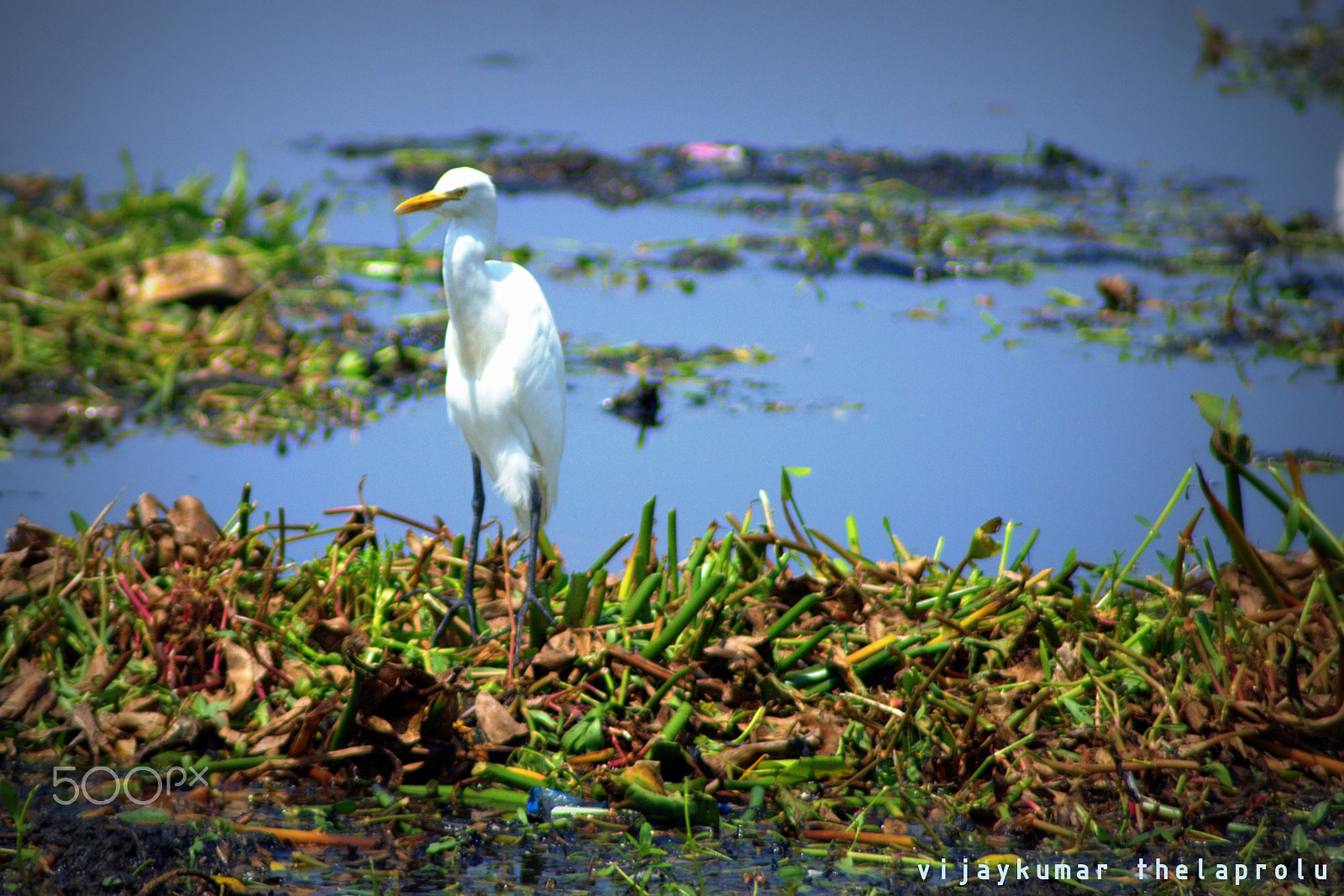 Nikon AF Nikkor 70-300mm F4-5.6G sample photo. Nature-birds-lake-birds habitat photography