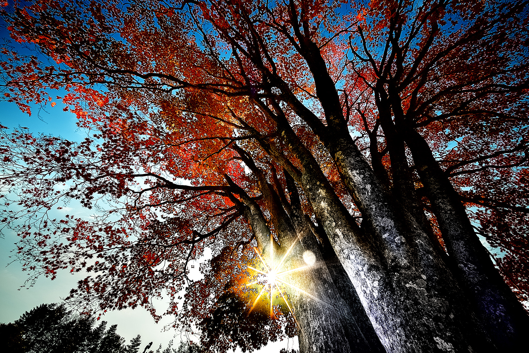 E 10mm F5.6 sample photo. Autumn in full bloom 2016 ii photography