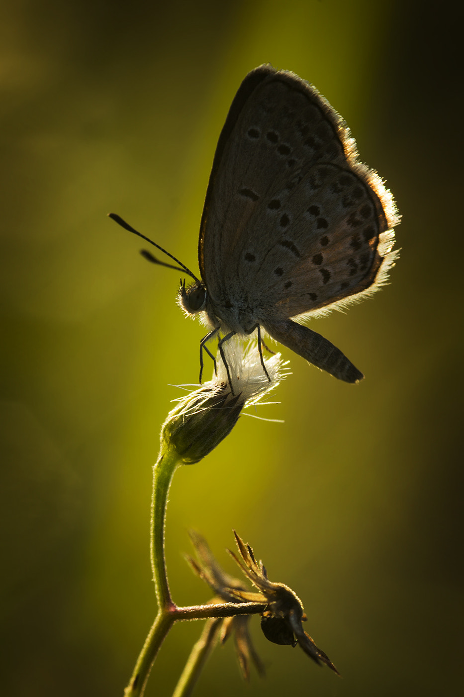 Nikon AF-S Micro-Nikkor 105mm F2.8G IF-ED VR sample photo. Morning time photography