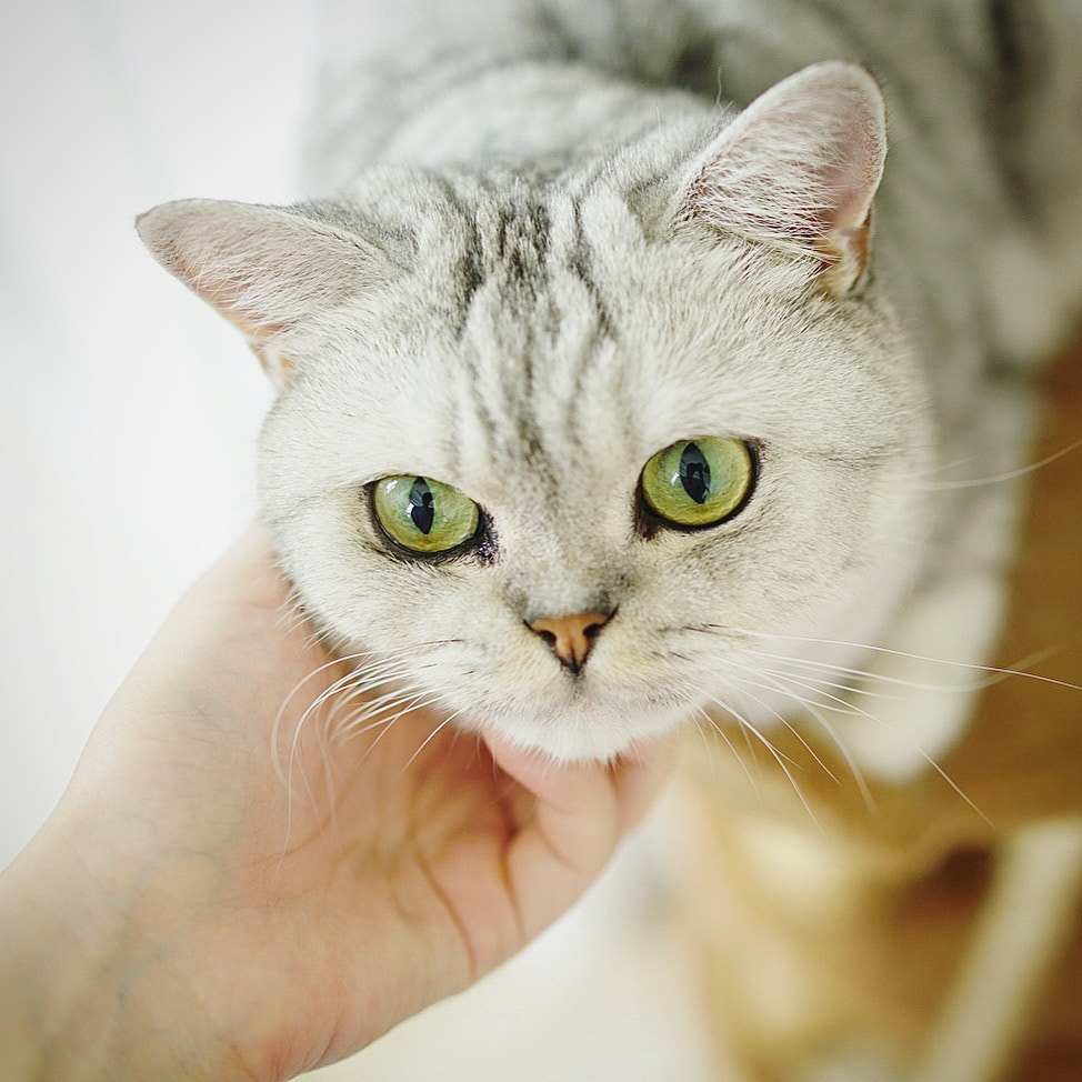 Sony 35mm F2.0 sample photo. Gungun photography