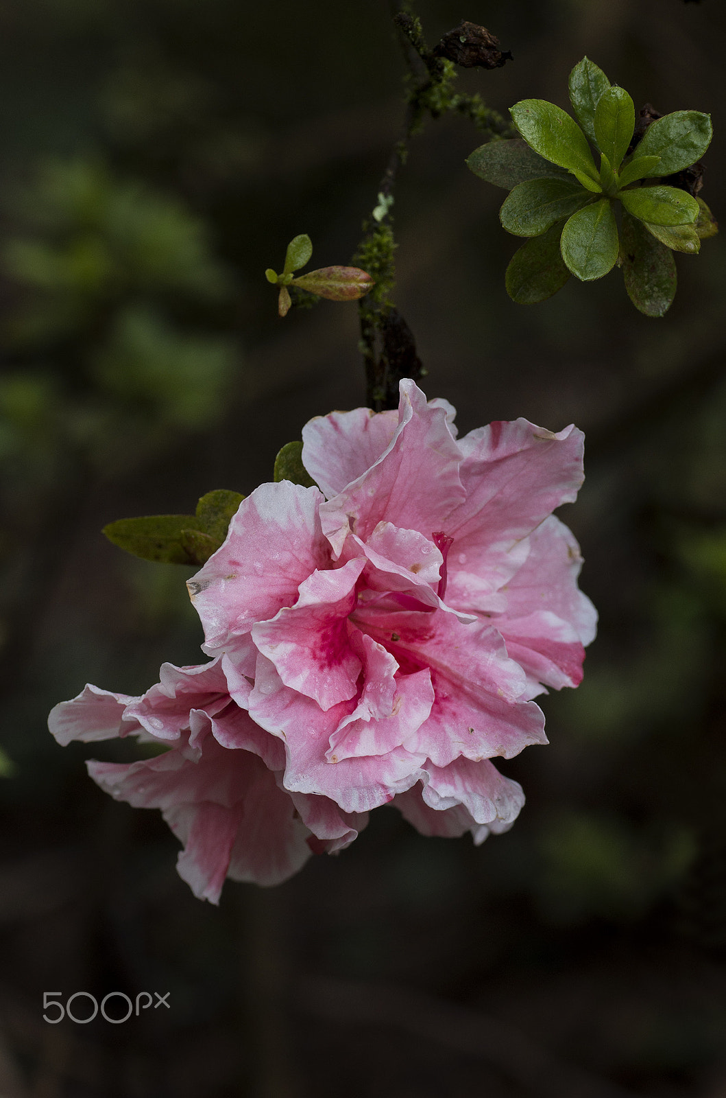 Pentax K-30 sample photo. Pink azelias photography