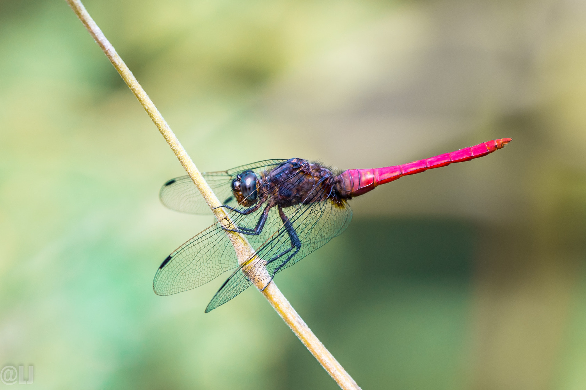 Nikon AF-S Nikkor 200-500mm F5.6E ED VR sample photo. Red dragonfly photography