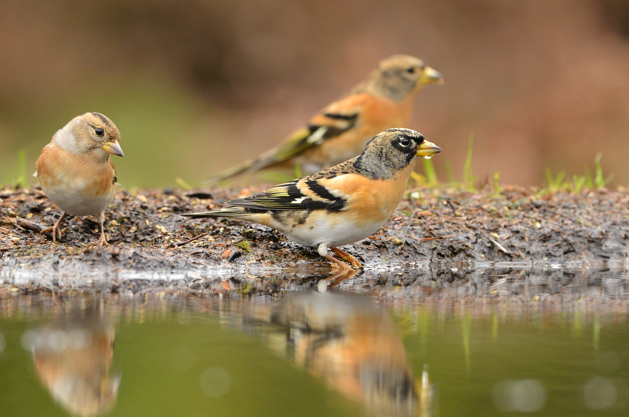 Nikon D600 + Nikon AF-S Nikkor 500mm F4G ED VR sample photo. Kepen photography