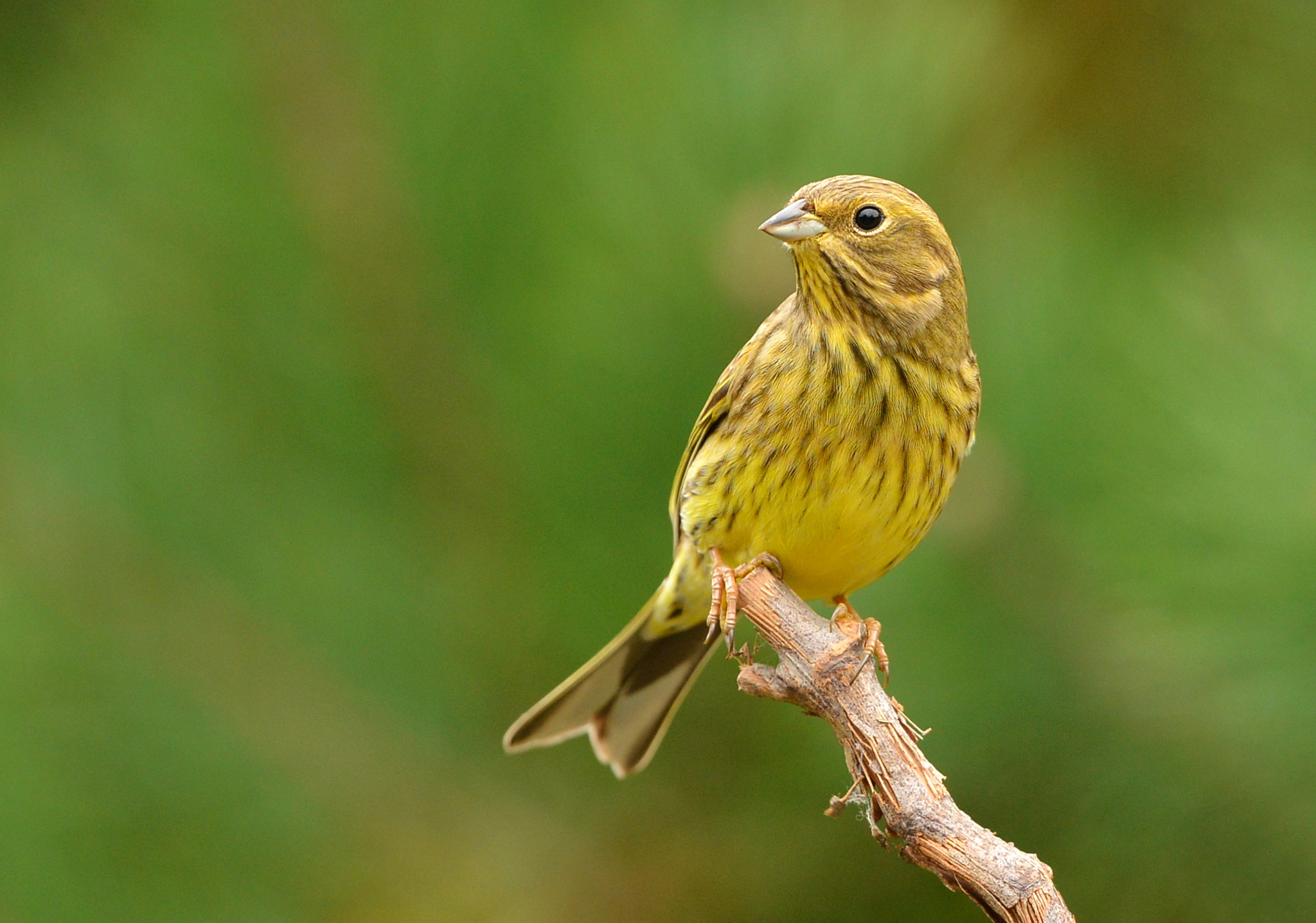 Nikon D600 + Nikon AF-S Nikkor 500mm F4G ED VR sample photo. Geelgors photography