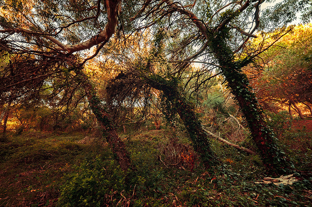 Samyang 14mm F2.8 ED AS IF UMC sample photo. Dance of the wind photography