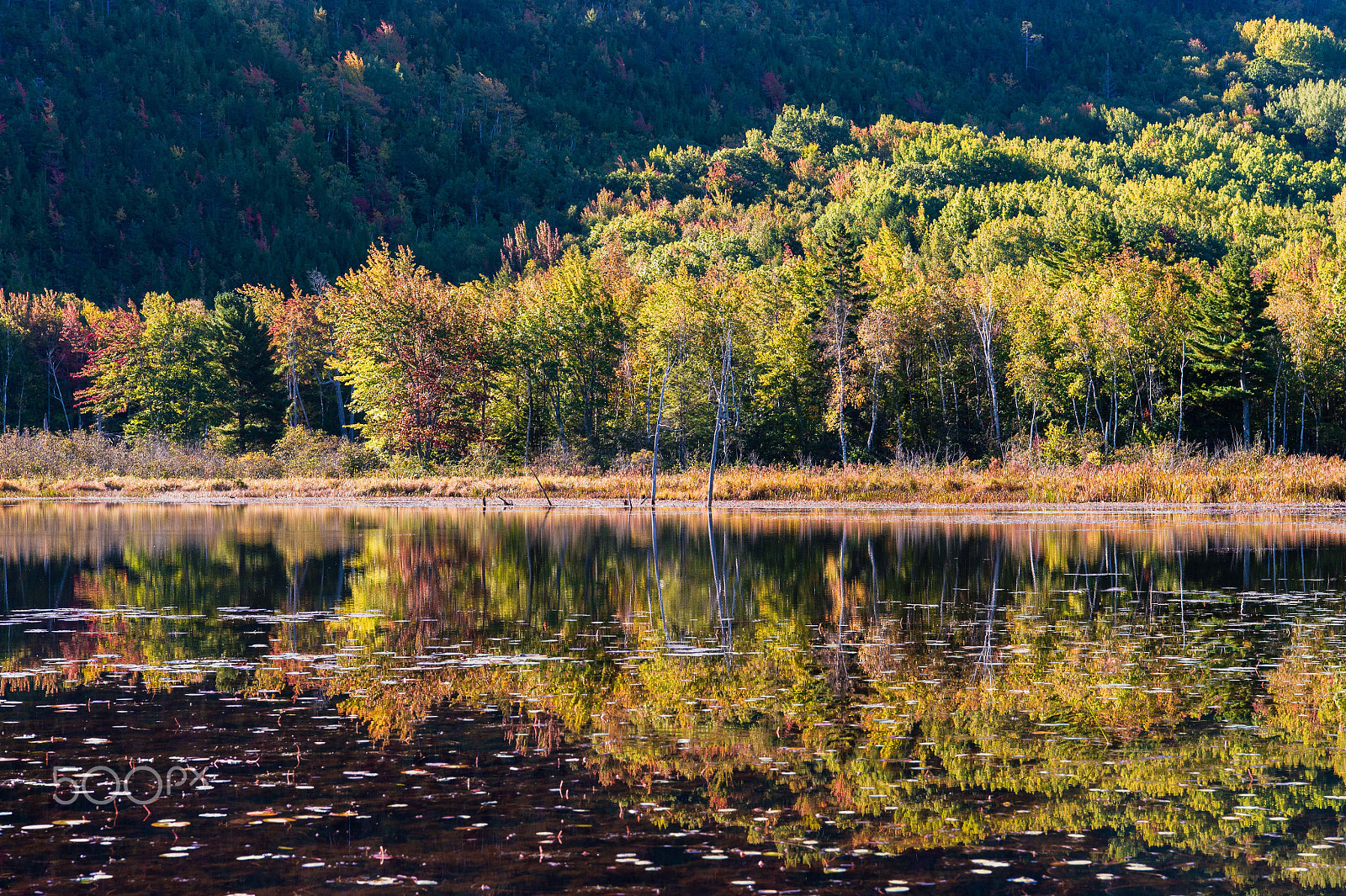 Nikon AF-S Nikkor 24-70mm F2.8E ED VR sample photo. Fall foliage photography